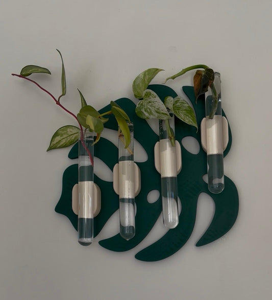 Monstera Propagation Station